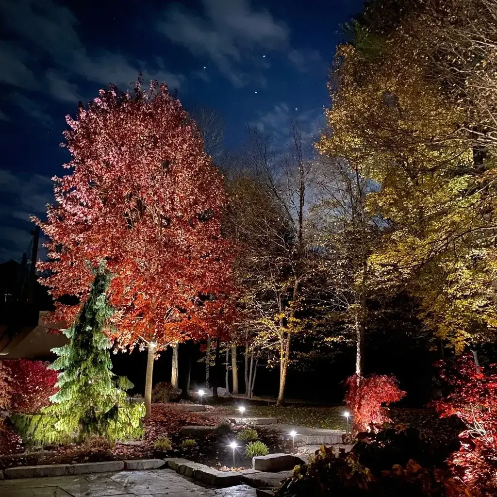 Tree and shrub lighting techniques